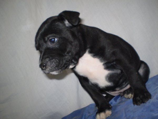 en venta, camada de stafforshire bullterrier, negros pecho blanco, machos y hembras