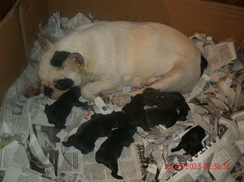 se vende bulldog frances