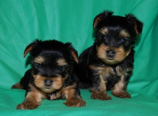 Yorkshire Terrier bonitos cachorros