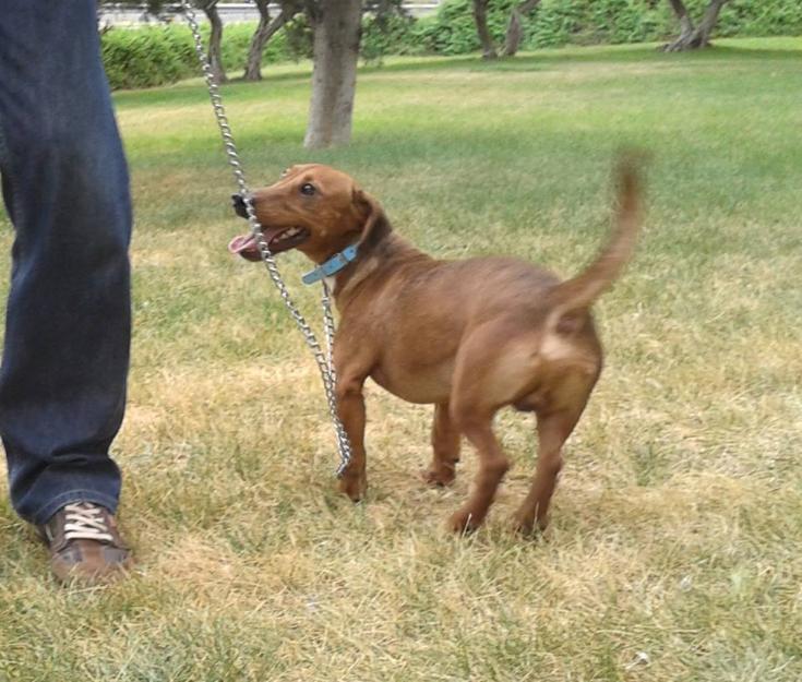 Hache, perro en adopción