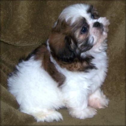 6 semanas de edad shih tzu hembra