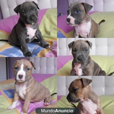 cachorros de american staffordshire terrier pedigree por 300 euros