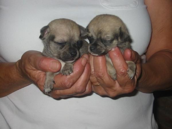 Chuihuahuas,cachorros tamaño pequeño.Pedigree.