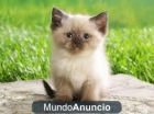 gatitos siames puros todo un regalo 680 16 11 15 - mejor precio | unprecio.es