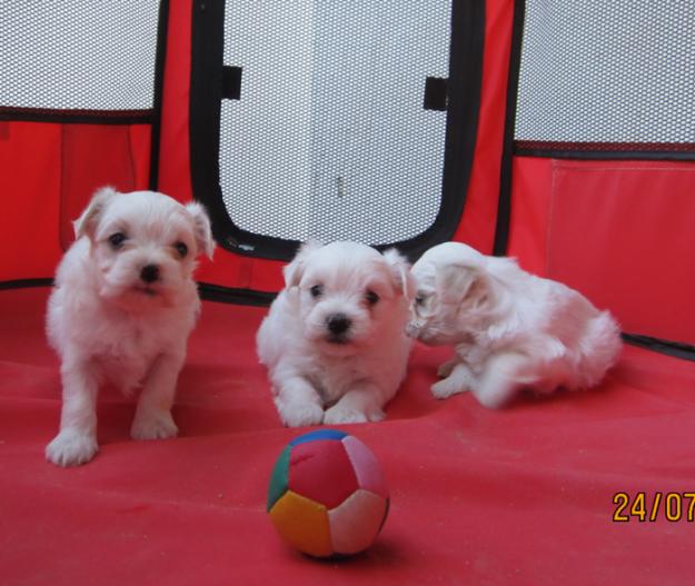 Malteses cachorros miniatura con pedigri.