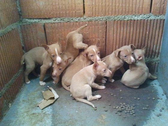 Podenco Andaluz