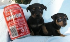 PRECIOSOS MINI PINSCHER - mejor precio | unprecio.es