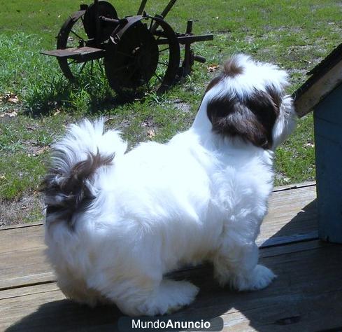 Regalo  Shih Tzu cachorros