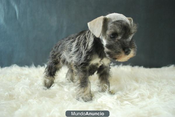 Schnauzer mini excelentes cachorros