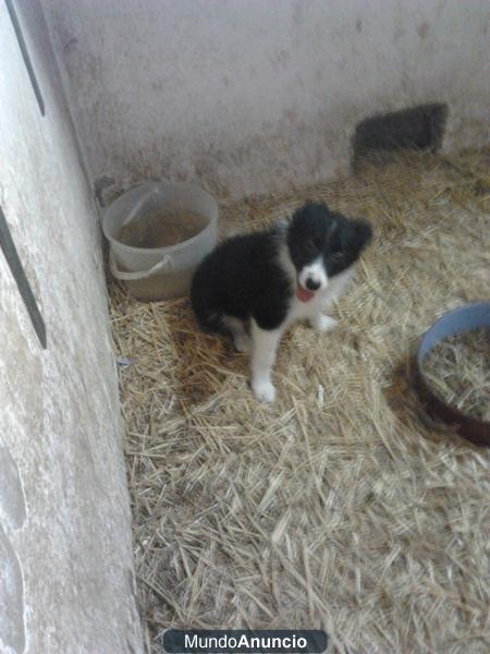 SE VENDE CACHORRO GOLDEN COLLIE