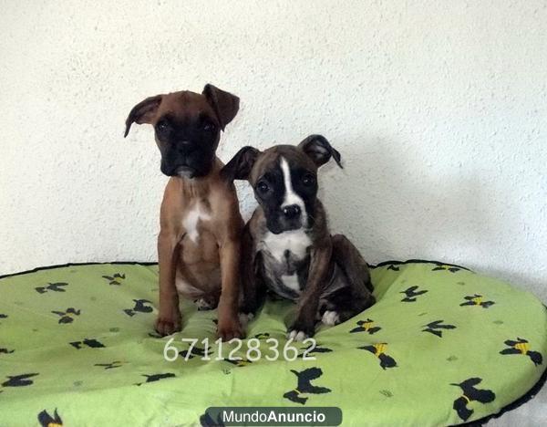 vendo - BOXER cachorros -BUEN PRECIO