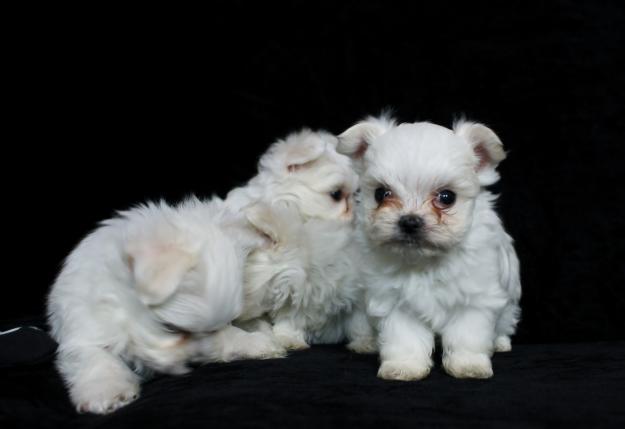 cachorriitos de bichon maltes