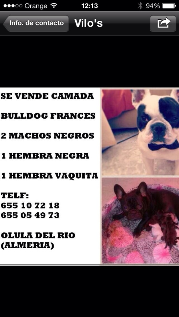 Cachorrita de bulldog frances 275€