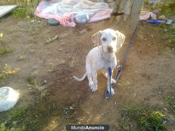 CACHORRO x dalmata 6 meses busca casa urgente!!