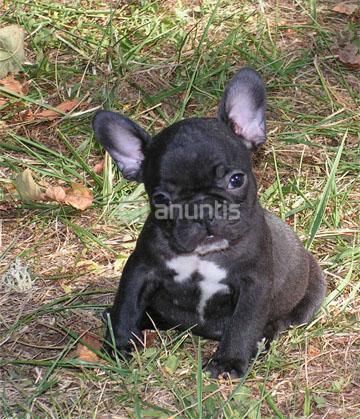 Cachorros de Bulldog frances