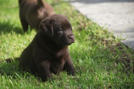 Cachorros de Labrador Retriever