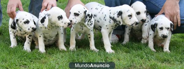 CACHORROS DE PERRITOS DALMATAS