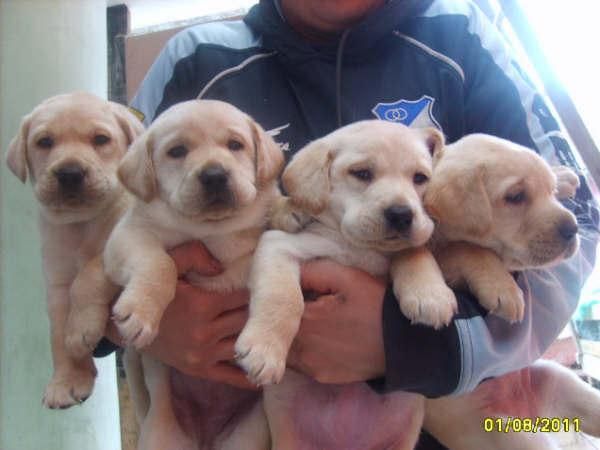 CACHORROS LABRADOR RETRIEVER 270E TRANSPORTES INCLUIDOS