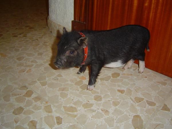 cerdito vietnamita