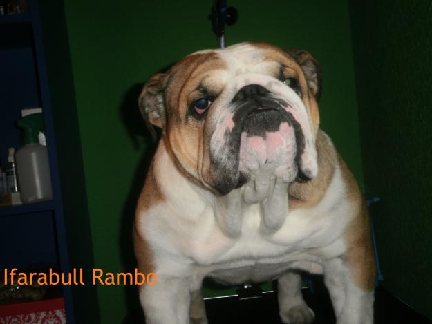 Excelente Bulldog Ingles para montas