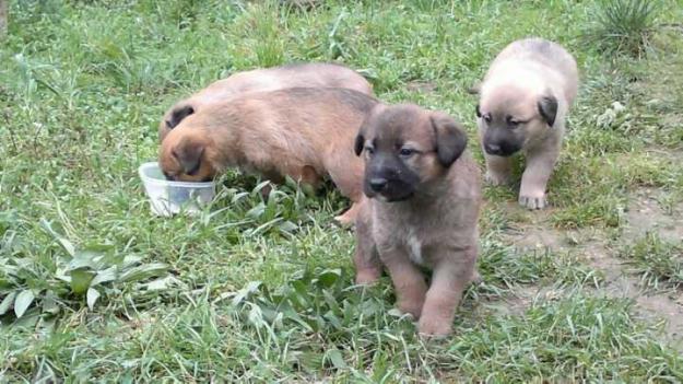 REGALO CACHORRITOS CRUZA PASTOR ALEMAN