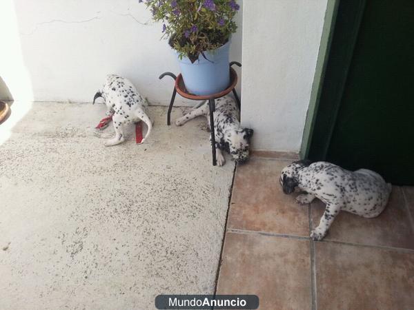 Vendo cachorros Dálmata