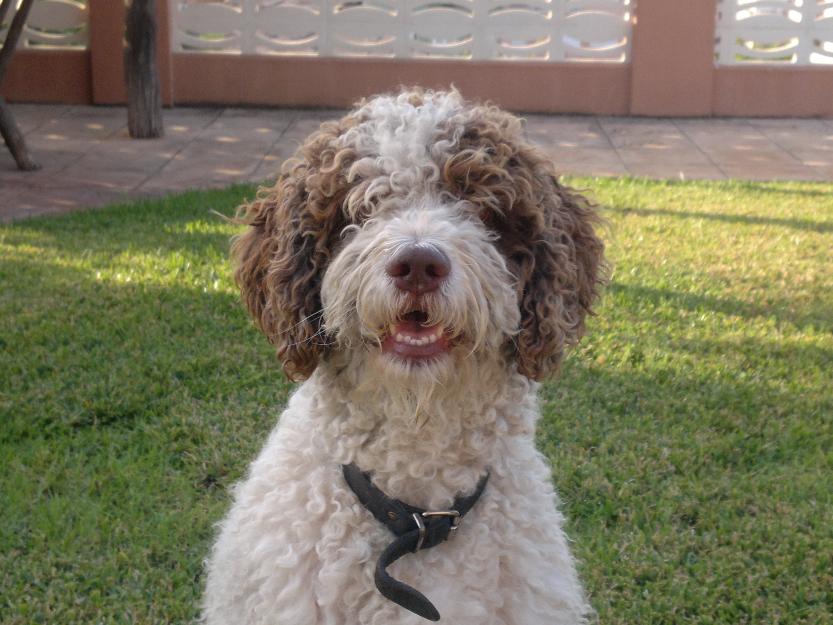 BRUNO, Perro de Aguas necesita un hogar