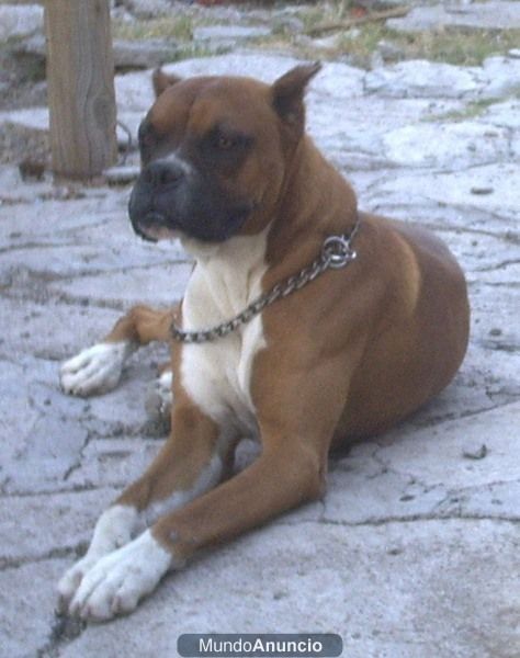 cachorritos de Boxer dorados y atigados ,INFORMATE