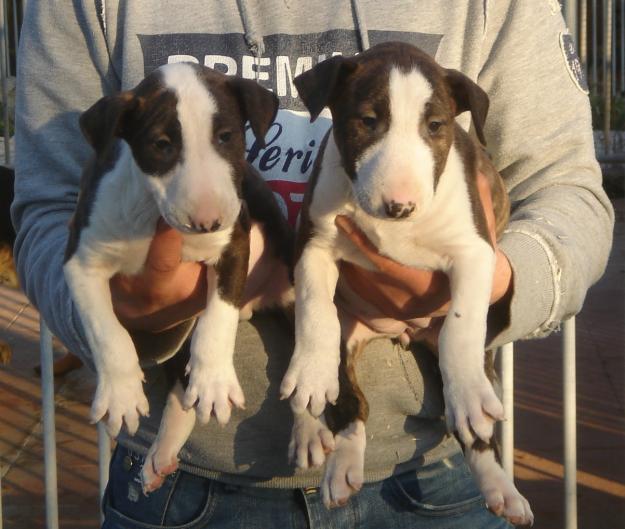 CACHORROS DE BULLTERRIER 650€