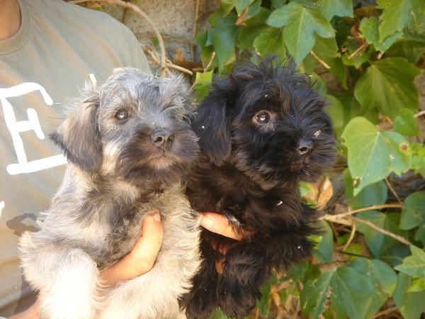 CACHORROS DE SCHNAUZER MINIATURA 450