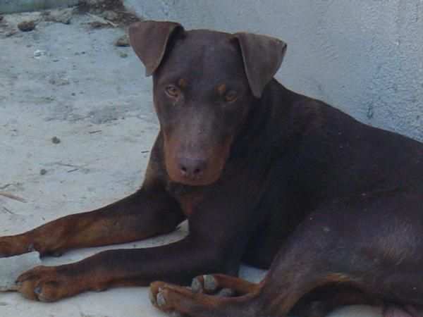 CACHORROS JAGDTERRIER CHOCOLATE