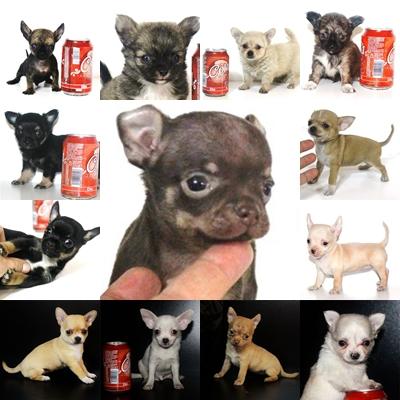 chihuahuas  toys nacidos en españa en cambanus