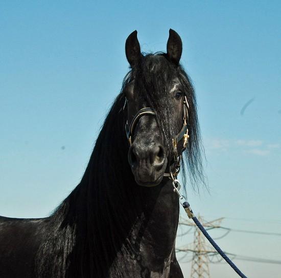 Freisian caballo para la venta