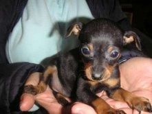 MINI  PINSCHER  340  c/u