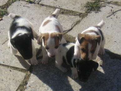 PRECIOSOS CACHORRITOS JACK RUSSELL