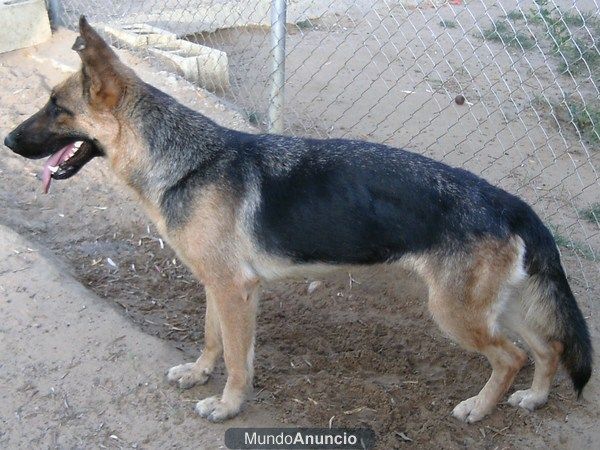 se vende pastor aleman