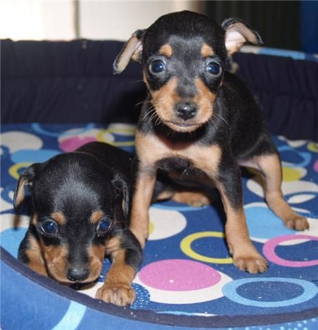 ¡Tu Mini pincher, impresionante cachorros!