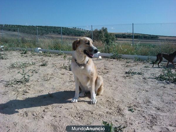 ADOPTA Preciosa Mastina de 1 año, NO COMPRES