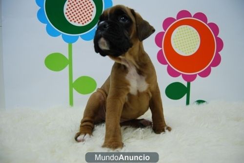 Boxer de Calidad ( dorado ) www.animalflower.es