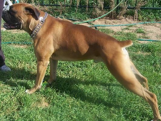 boxer de gran calidad para montas