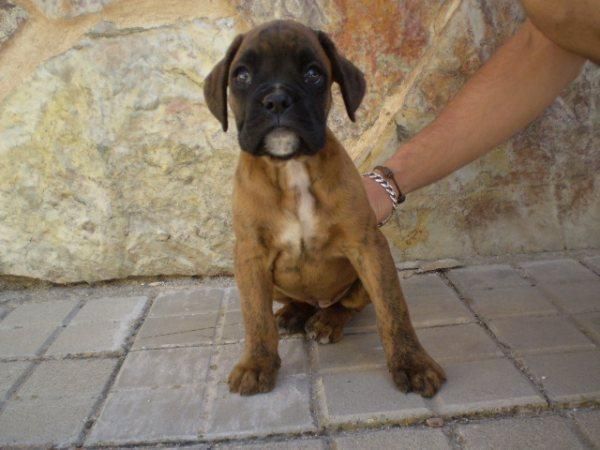 BOXER, GRAN CALIDAD, PEDEGREE Y GARANTIAS