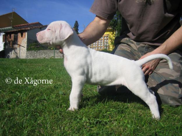 Cachorros disponibles de Dogos Argentinos de Xágorne