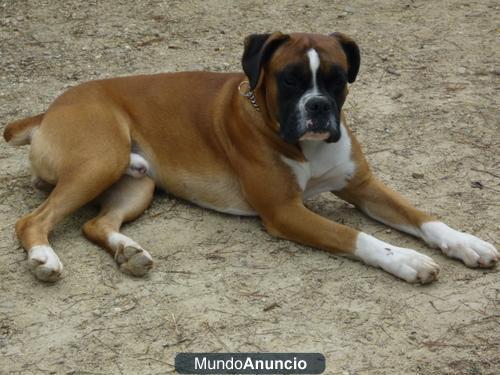 CAMADA BOXER