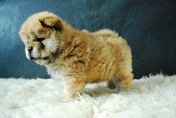 CHOW CHOW ROJOS PRECIOSOS CACHORROS CON PEDIGRE