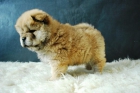 CHOW CHOW ROJOS PRECIOSOS CACHORROS CON PEDIGRE - mejor precio | unprecio.es