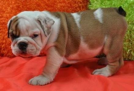 dulce bulldog cachorros para su xmass .