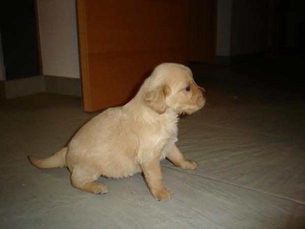 golden retriever camada,250