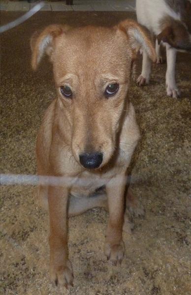 Gueri, la perrita que fue abandonada en un cubo de basura, necesita una familia urgentemen