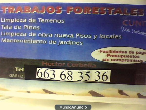 limpieza,terrenos,corbella,663-683-536,697-821-162,forestales,lleida,precios,venta,palmeras