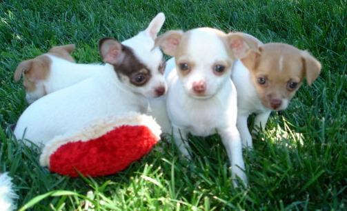 oferta cachorros chihuahua mini con pedigree